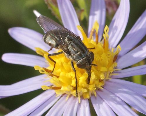 Réf. 109 373 : Stomorhina lunata