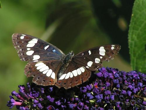 Réf. 11 846 : Limenitis reducta