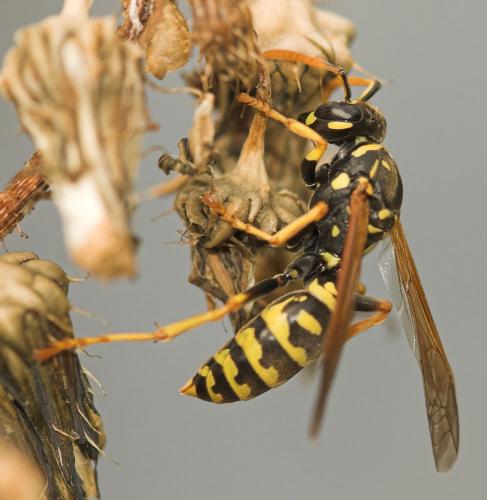 Réf. 11 100 : Polistes dominula