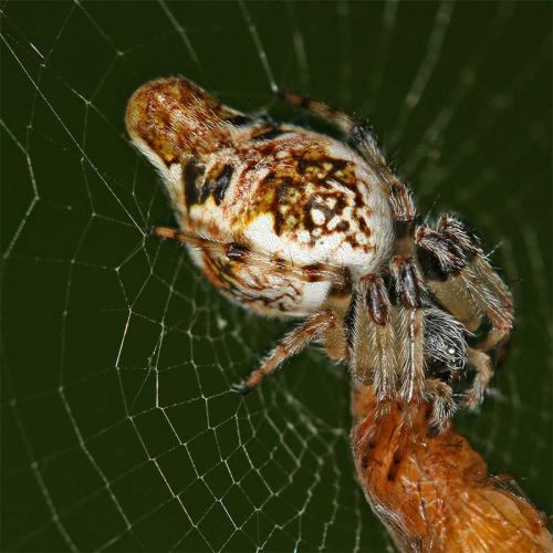 Réf. 11 116 : Cyclosa sp.