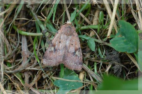 Réf. 11 568 : Diarsia guadarramensis