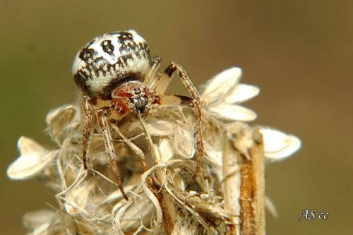 Réf. 11 018 : Larinioides cornutus