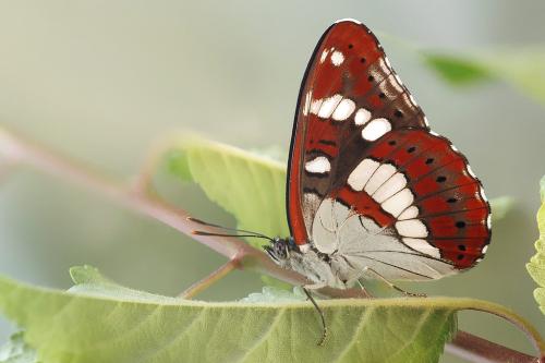 Réf. 11 206 : Limenitis reducta