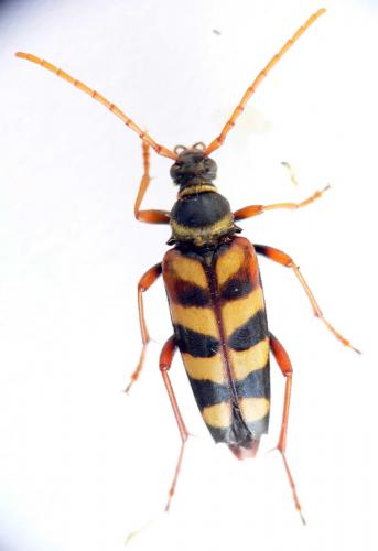Réf. 11 714 : Leptura aurulenta