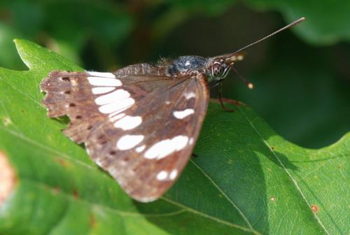 Réf. 110 540 : Limenitis reducta