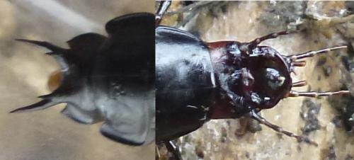 Réf. 110 673 : Carabus sp.