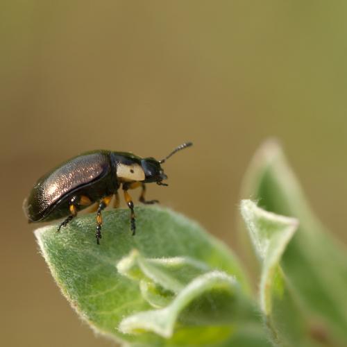 Réf. 111 210 : Chrysomela collaris