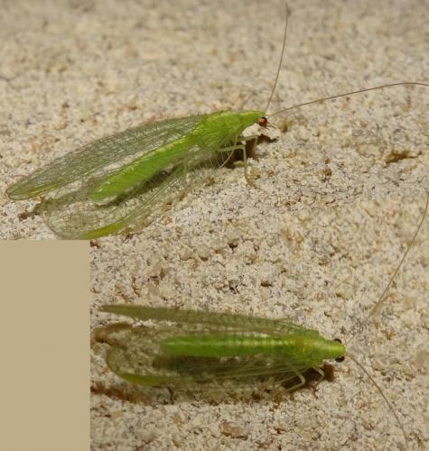 Chrysoperla sp.