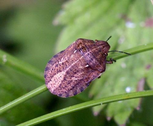 Réf. 111 104 : Eurygaster maura
