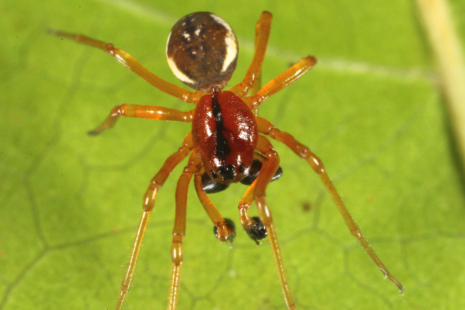 Michel Ehrhardt - Pachygnatha listeri - réf. 111184 (1500 x 1000 pixels, 148 ko)
