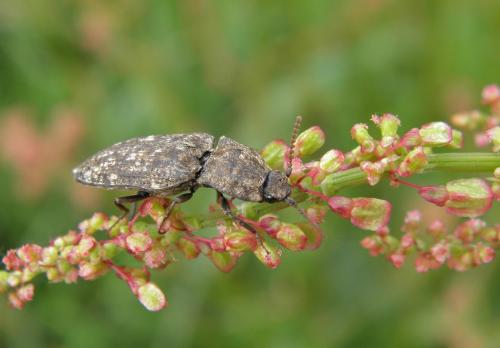 Réf. 112 324 : Agrypnus murinus