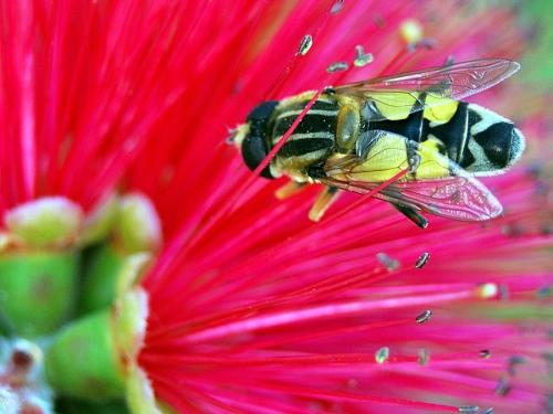 Réf. 113 987 : Helophilus trivittatus