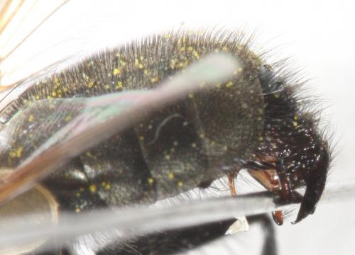 Réf. 113 313 : Xysta holosericea