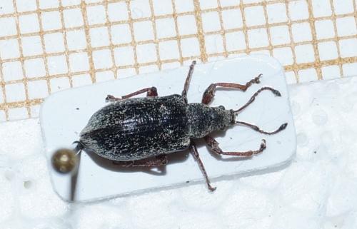 Réf. 113 913 : Phyllobius pyri