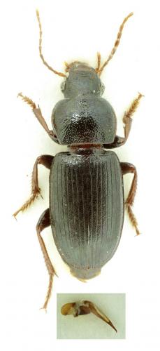 Ophonus puncticeps