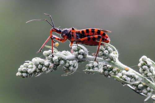 Réf. 114 180 : Rhynocoris iracundus