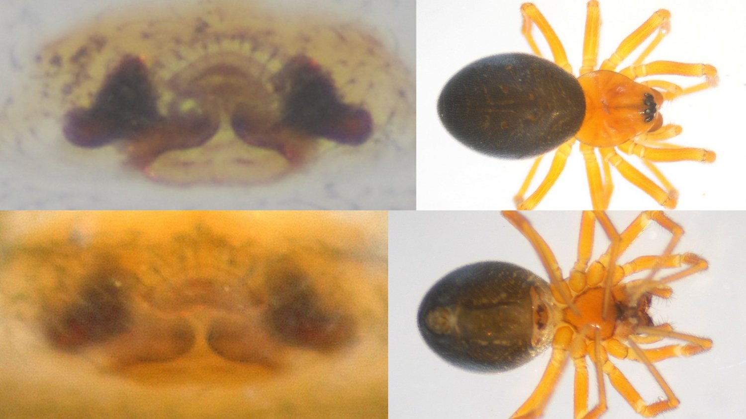 roy - Hypomma bituberculatum - réf. 114581 (1500 x 844 pixels, 132 ko)