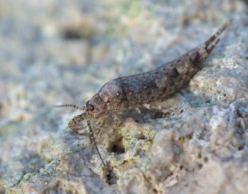 Réf. 115 059 : Trigoniophthalmus alternatus