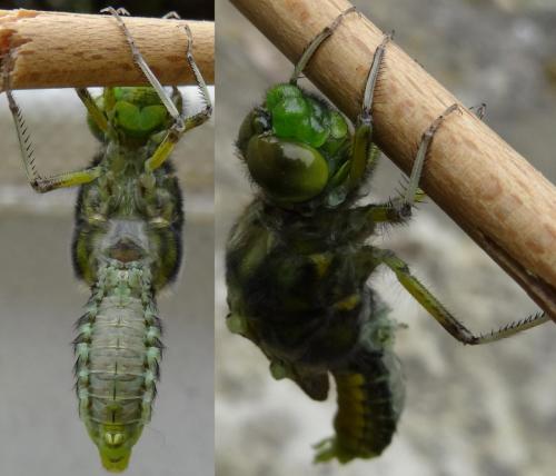 Réf. 116 791 : Libellula depressa