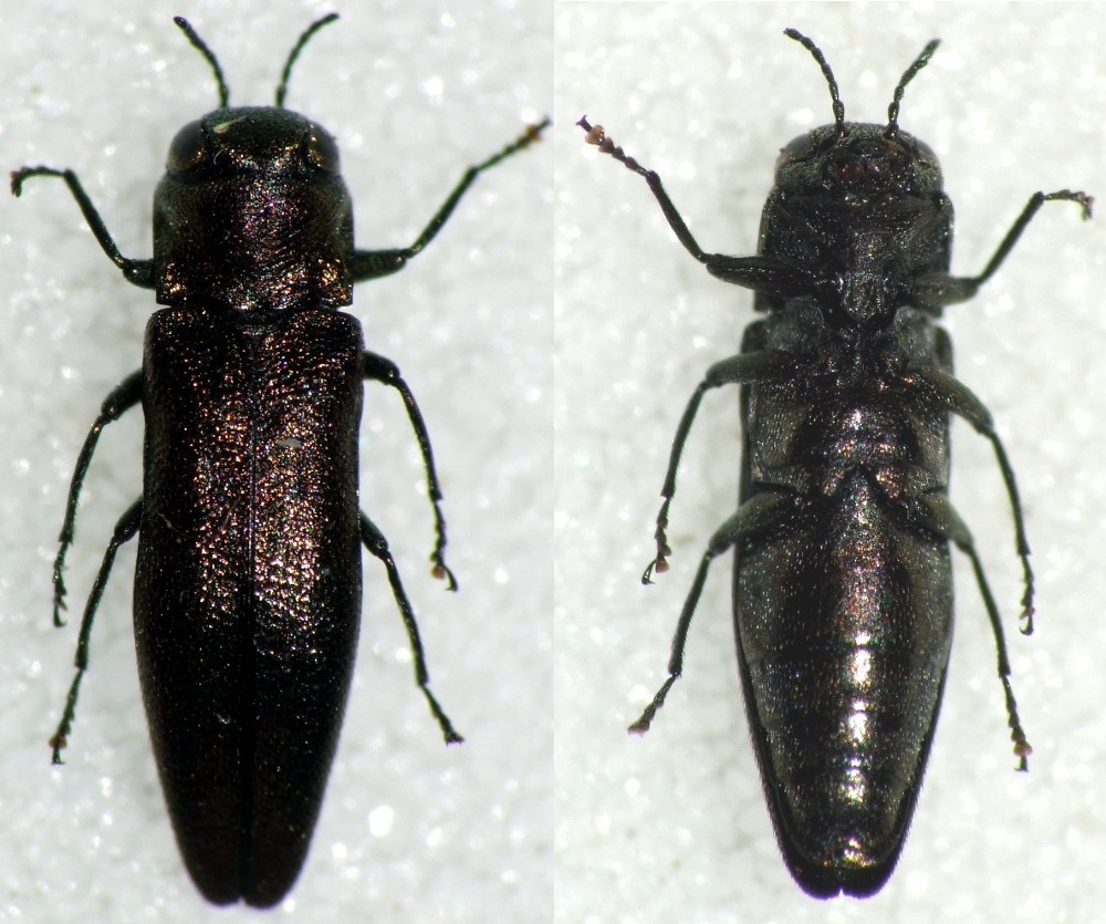Bertrand COTTE - Agrilus (Convexagrilus) convexicollis - réf. 116573 (1000 x 835 pixels, 182 ko)