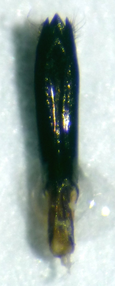 Bertrand COTTE - Agrilus (Convexagrilus) convexicollis - réf. 116574 (405 x 1000 pixels, 111 ko)