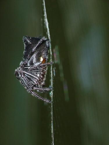 Réf. 117 891 : Cyclosa sp.
