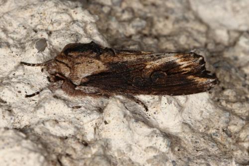 Réf. 117 021 : Egira conspicillaris