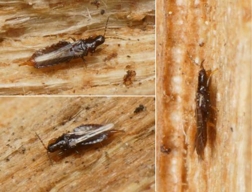Réf. 117 317 : Hoplothrips sp.
