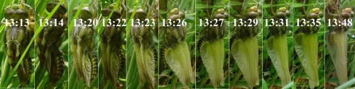 Réf. 118 050 : Libellula depressa