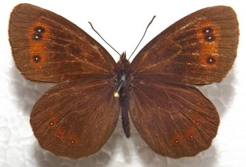 Réf. 118 469 : Erebia aethiops