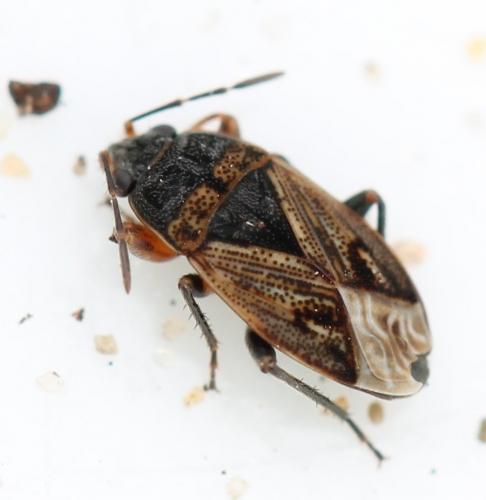 Réf. 118 278 : Trapezonotus sp.