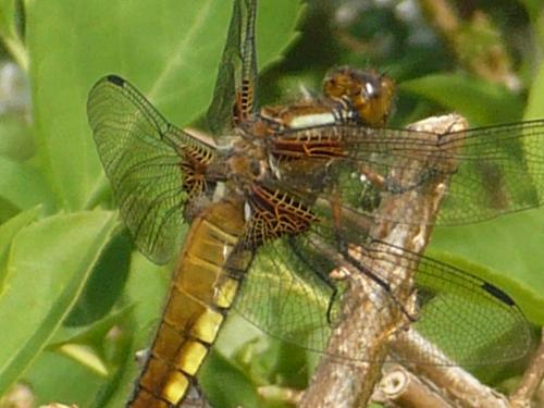 Réf. 118 297 : Libellula depressa