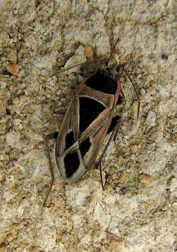 Xanthochilus minusculus