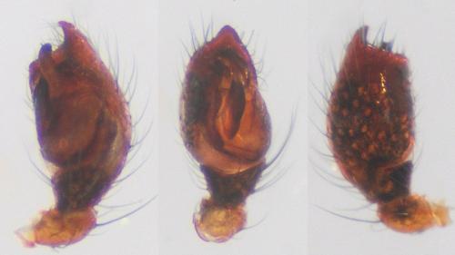 Réf. 119 172 : Cryptachaea riparia