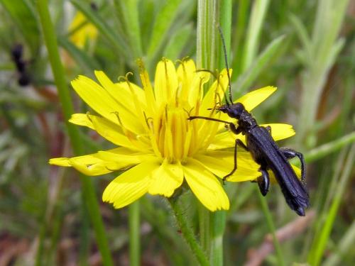 Réf. 119 199 : Oedemera atrata