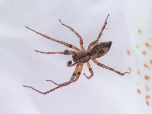 Anyphaena accentuata