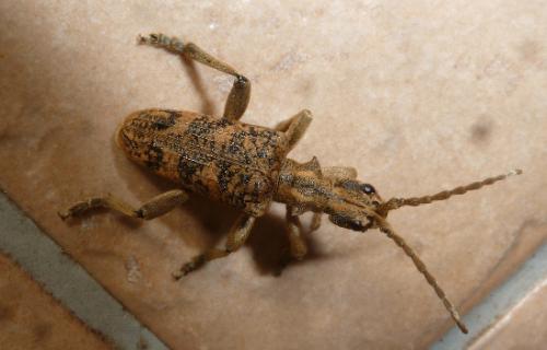 Réf. 119 388 : Rhagium sycophanta