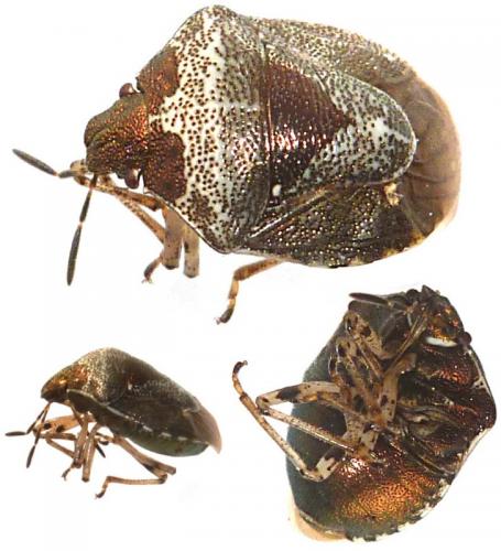 Stagonomus venustissimus