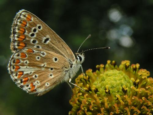 Aricia agestis