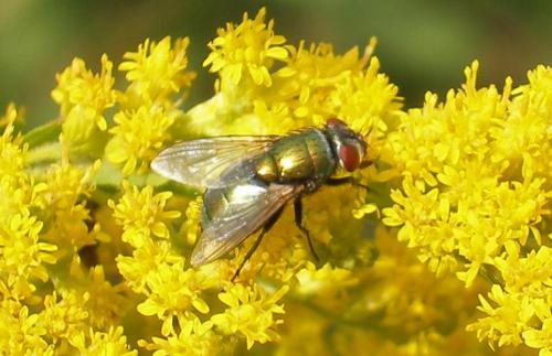 Réf. 12 630 : Lucilia sp.