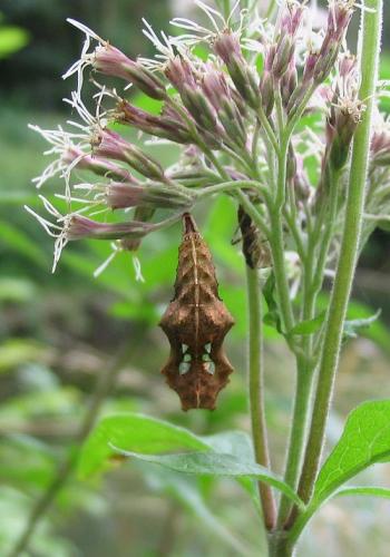 Polygonia c-album