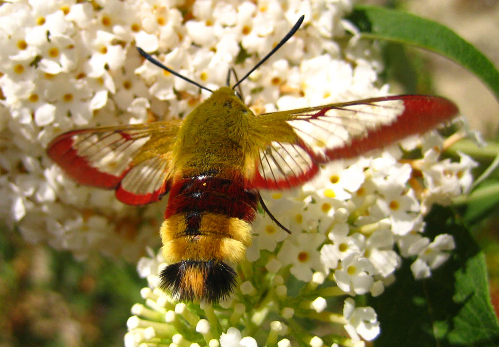 Cecile Bassaglia - Hemaris fuciformis - réf. 12077 (1024 x 712 pixels, 145 ko)