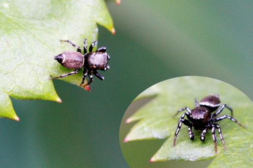 Réf. 120 717 : Heliophanus tribulosus