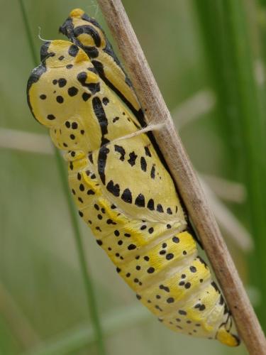Réf. 120 726 : Aporia crataegi