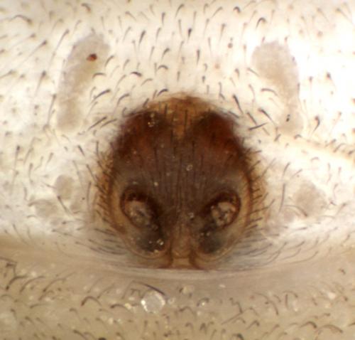 Réf. 120 732 : Philodromus margaritatus