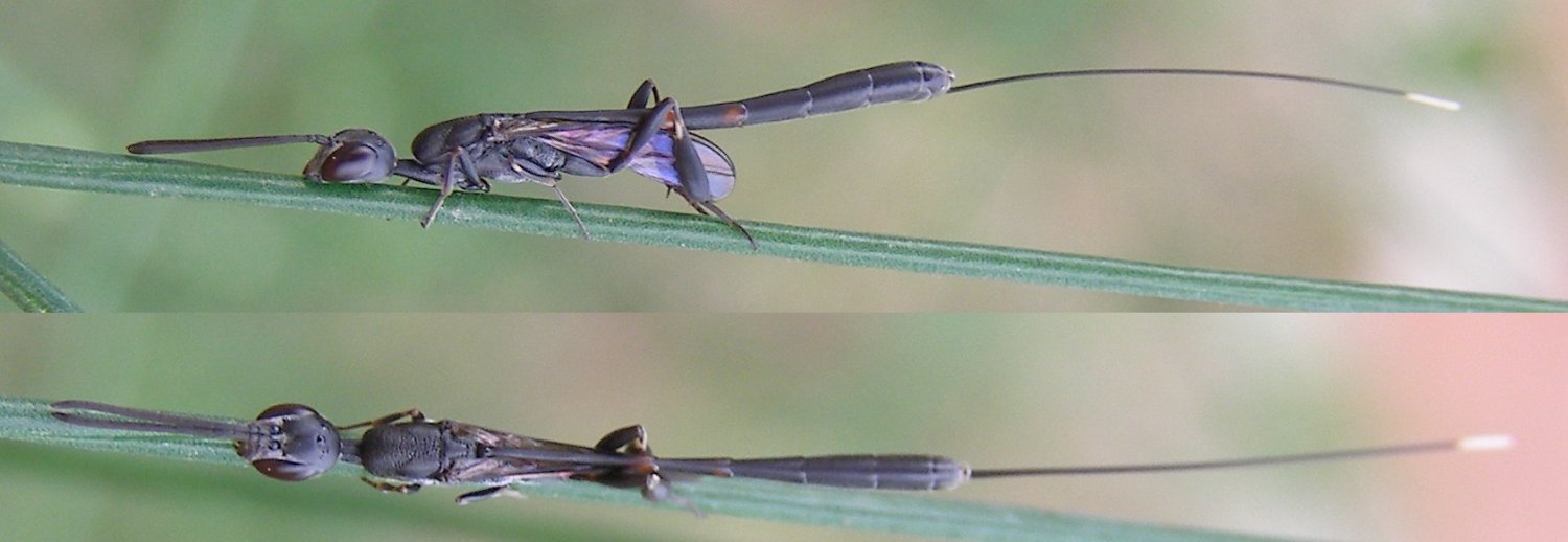 H. Dumas - Gasteruption sp. - réf. 120535 (1500 x 518 pixels, 90 ko)