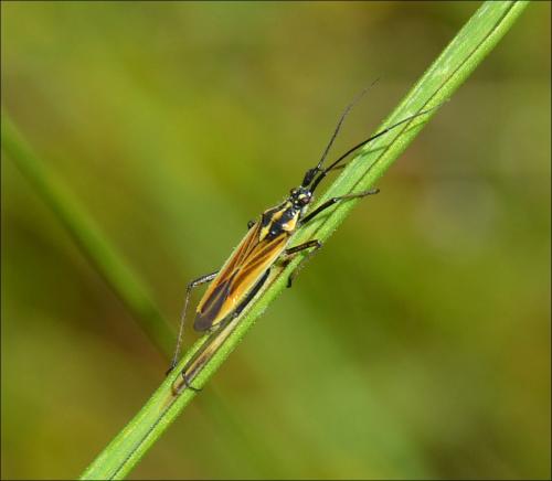 Leptopterna dolabrata
