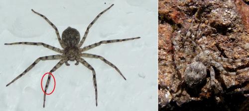 Philodromus laricium