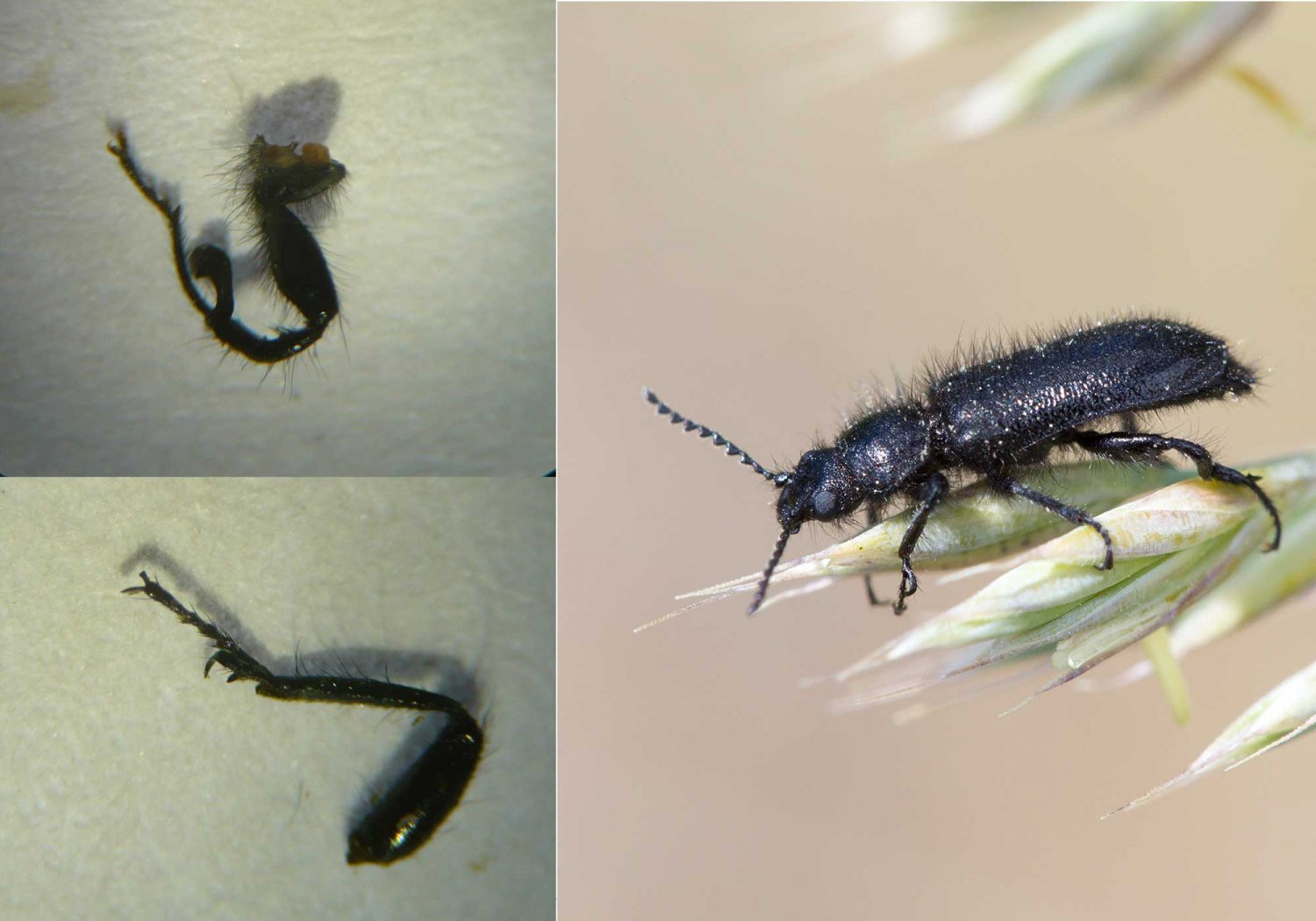 Gilles Roussel - Enicopus (Enicopus) ater ater - réf. 121851 (1500 x 1050 pixels, 148 ko)
