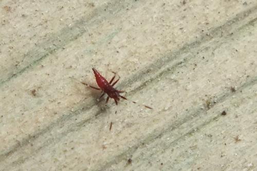 Deraeocoris ruber